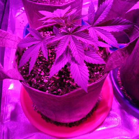 G-Haze FV by Gólaga growlog timeline photo