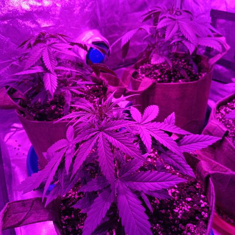 Delirium Moby FV by Gólaga growlog timeline photo
