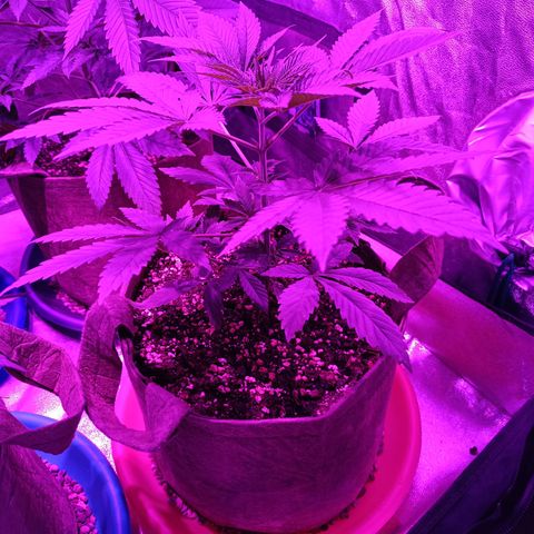 G-Haze FV by Gólaga growlog timeline photo