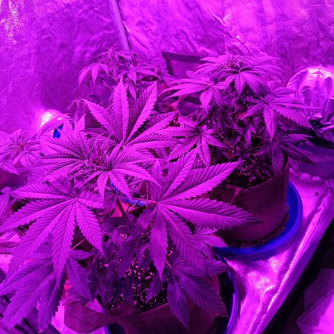 Delirium Moby FV by Gólaga growlog timeline photo