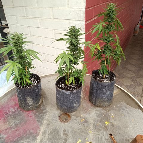 AutoXtreme Sandita growlog timeline photo