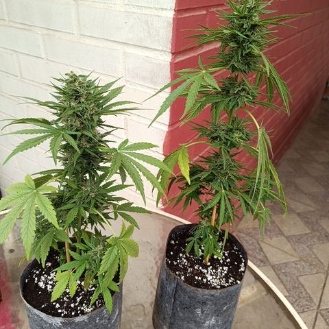 AutoXtreme Sandita growlog timeline photo
