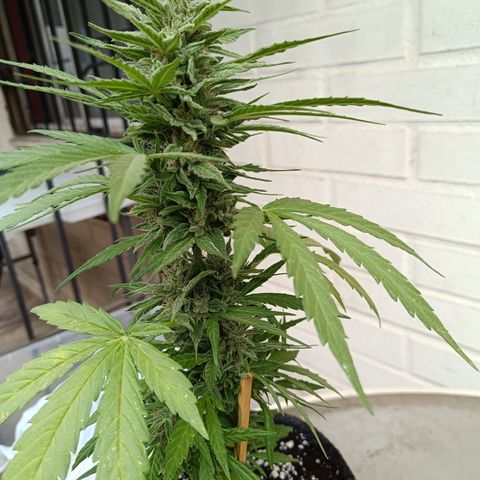 AutoXtreme Sandita growlog timeline photo