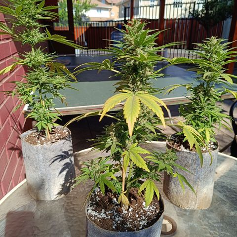AutoXtreme Sandita growlog timeline photo