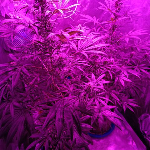 Delirium Moby FV by Gólaga growlog timeline photo