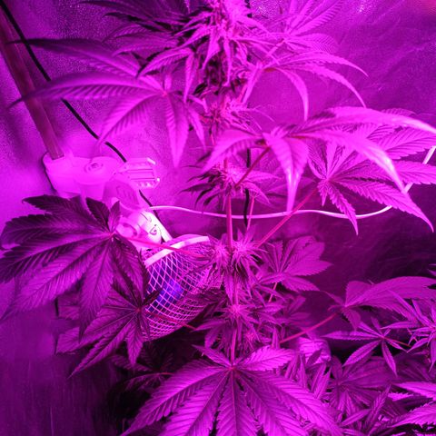 G-Haze FV by Gólaga growlog timeline photo
