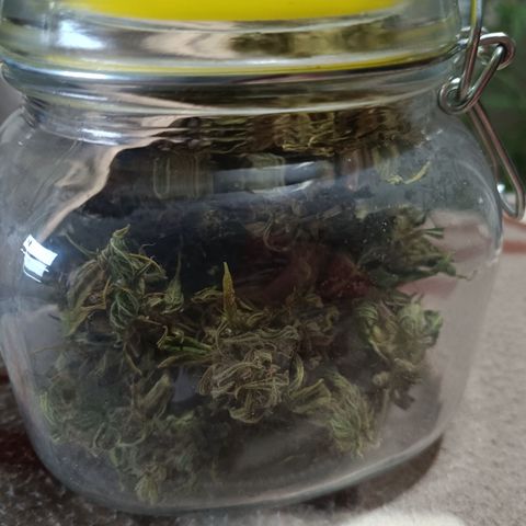 AutoXtreme Sandita growlog timeline photo