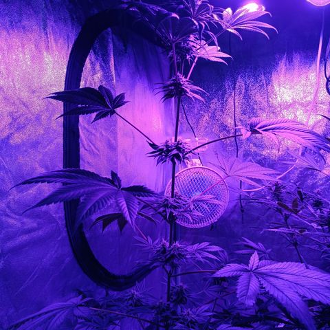 G-Haze FV by Gólaga growlog timeline photo