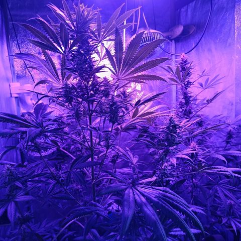 Delirium Moby FV by Gólaga growlog timeline photo
