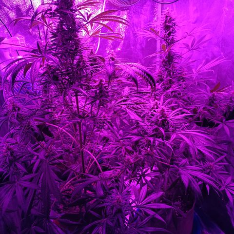 Delirium Moby FV by Gólaga growlog timeline photo