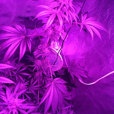 G-Haze FV by Gólaga growlog timeline photo