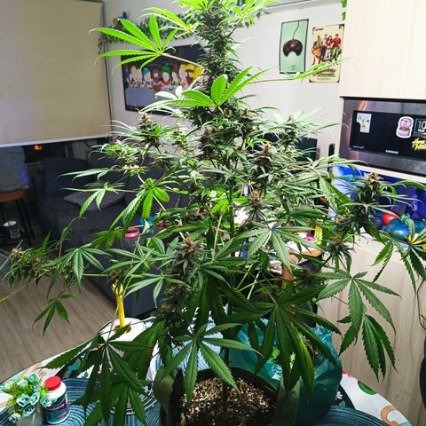 Delirium Moby FV by Gólaga growlog timeline photo