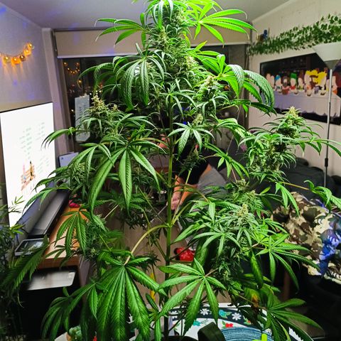 Delirium Moby FV by Gólaga growlog timeline photo