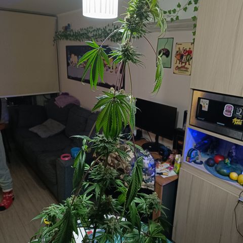 G-Haze FV by Gólaga growlog timeline photo