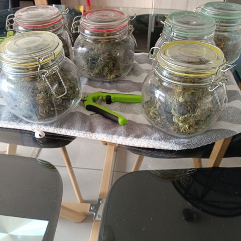 Delirium Moby FV by Gólaga growlog timeline photo
