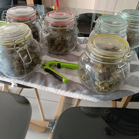 G-Haze FV by Gólaga growlog timeline photo
