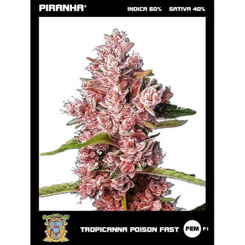 Tropicanna Poison FV by Gólaga growlog timeline photo