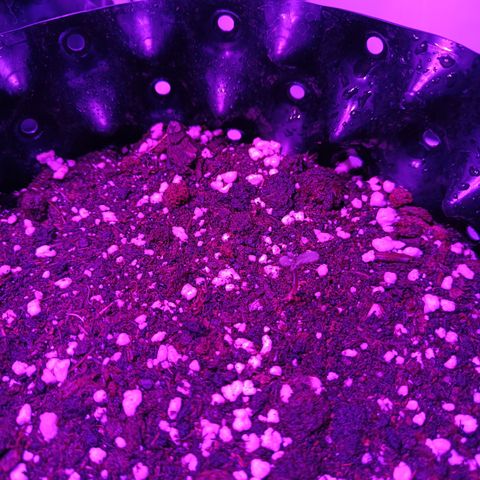 Tropicanna Poison FV by Gólaga growlog photo: Salieron las primeras 2 🍀🌞. Con toda la fe con las otras 2 hermanitas. Igual siempre ando con el alma en un hilo en esta etapa. Incluso sabiendo que pueden tener hasta 5 días de diferencia en salir 🫠