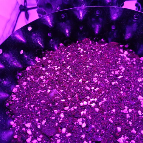 Tropicanna Poison FV by Gólaga growlog photo: Salieron las primeras 2 🍀🌞. Con toda la fe con las otras 2 hermanitas. Igual siempre ando con el alma en un hilo en esta etapa. Incluso sabiendo que pueden tener hasta 5 días de diferencia en salir 🫠