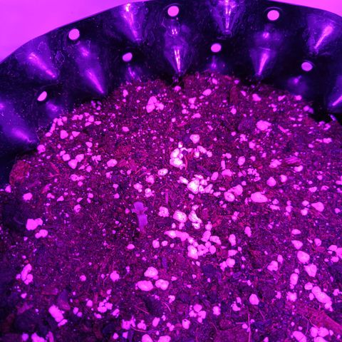 Tropicanna Poison FV by Gólaga growlog photo: La tercera.