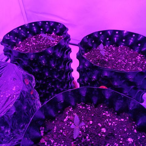 Tropicanna Poison FV by Gólaga growlog timeline photo