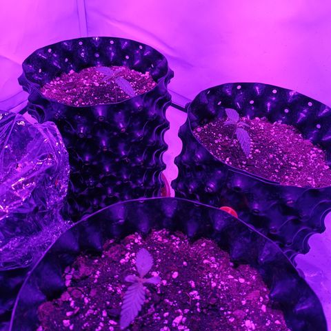 Tropicanna Poison FV by Gólaga growlog photo: Vamos bien. Las 3 se ven impeques.