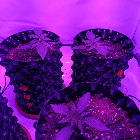 Tropicanna Poison FV by Gólaga growlog timeline photo