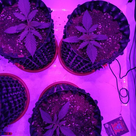 Tropicanna Poison FV by Gólaga growlog timeline photo