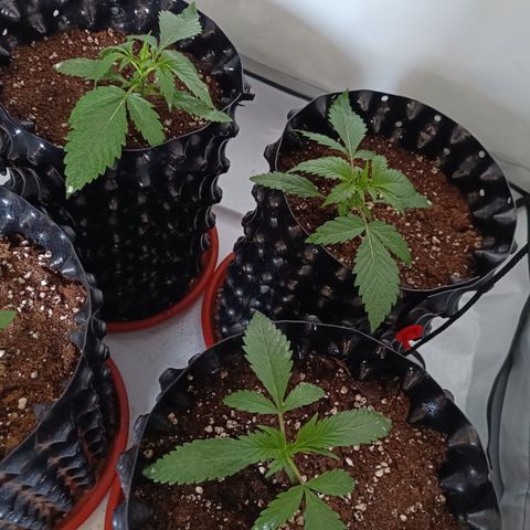 Tropicanna Poison FV by Gólaga growlog timeline photo