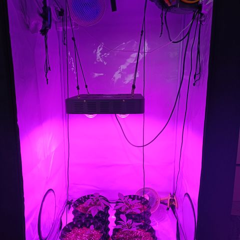 Tropicanna Poison FV by Gólaga growlog timeline photo