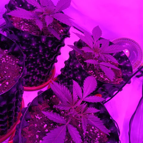 Tropicanna Poison FV by Gólaga growlog timeline photo