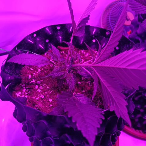 Tropicanna Poison FV by Gólaga growlog timeline photo