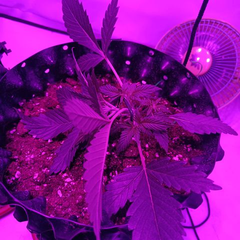 Tropicanna Poison FV by Gólaga growlog timeline photo