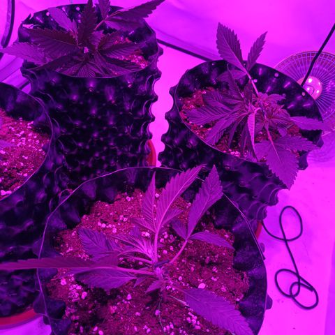 Tropicanna Poison FV by Gólaga growlog timeline photo