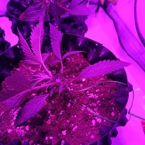Tropicanna Poison FV by Gólaga growlog timeline photo