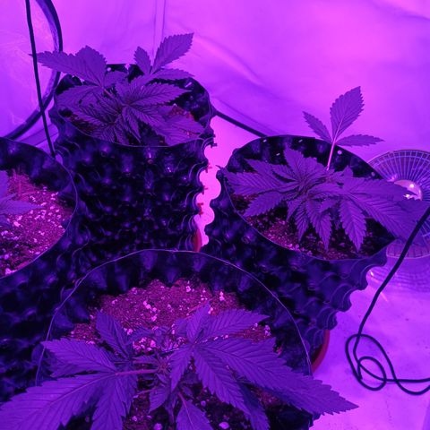Tropicanna Poison FV by Gólaga growlog timeline photo