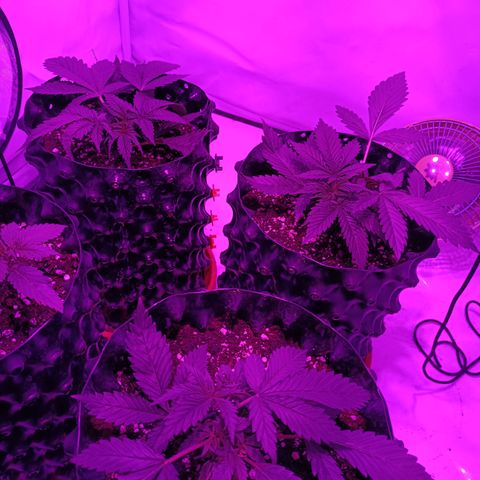 Tropicanna Poison FV by Gólaga growlog timeline photo