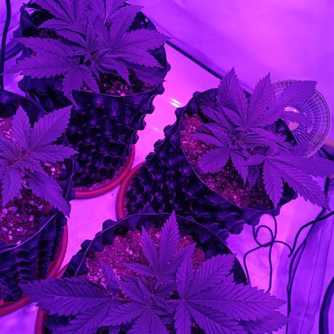 Tropicanna Poison FV by Gólaga growlog timeline photo