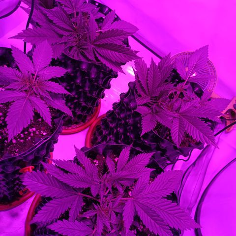 Tropicanna Poison FV by Gólaga growlog timeline photo