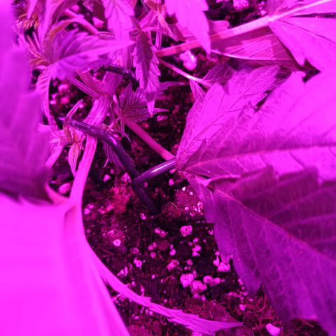 Tropicanna Poison FV by Gólaga growlog timeline photo