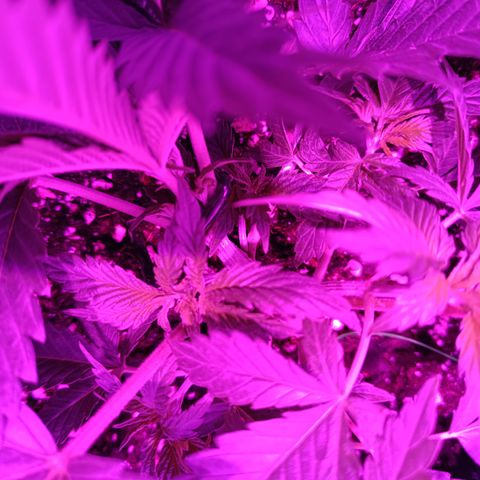 Tropicanna Poison FV by Gólaga growlog timeline photo