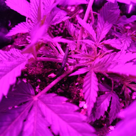 Tropicanna Poison FV by Gólaga growlog timeline photo