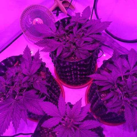 Tropicanna Poison FV by Gólaga growlog timeline photo