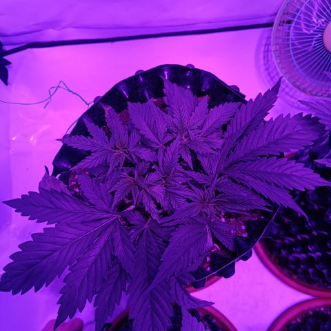 Tropicanna Poison FV by Gólaga growlog timeline photo