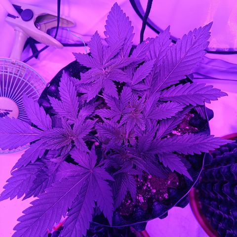 Tropicanna Poison FV by Gólaga growlog timeline photo