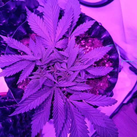 Tropicanna Poison FV by Gólaga growlog timeline photo