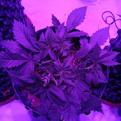 Tropicanna Poison FV by Gólaga growlog timeline photo