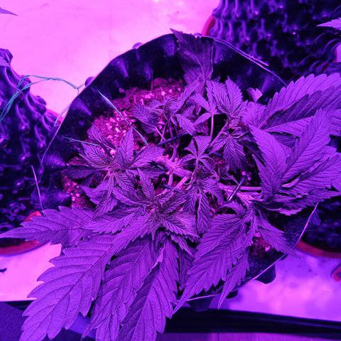 Tropicanna Poison FV by Gólaga growlog timeline photo