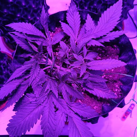 Tropicanna Poison FV by Gólaga growlog timeline photo