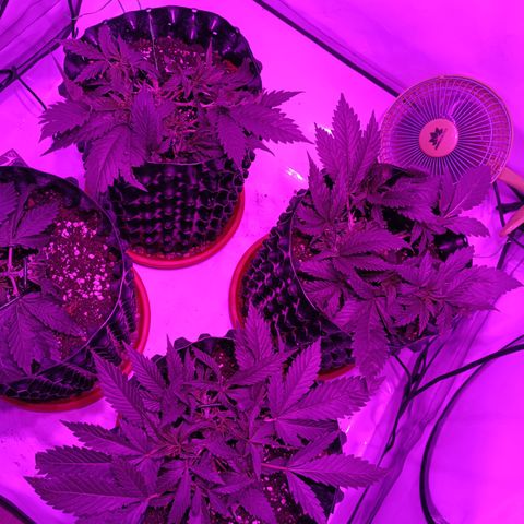 Tropicanna Poison FV by Gólaga growlog timeline photo